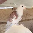 جوزين حمام نجفي