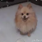 كلاب ظايعه في شمال الرياض