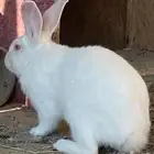 ارنب ذكر وانثي منتج قريب