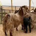 مطلوب معزا عوارض