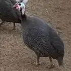 دجاج حبشي او دجاج فرعوني او دجاج الوادي بياض