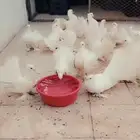 حمام رقاص هندي فاخر
