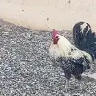 ديك للبيع