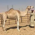 هجن عشرا جاهز للظراب