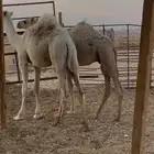 قعدان للبيع