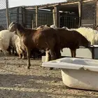 خرفان سواكن مرابي على افضل جوده كرش بيضاء