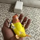 جوز روز منتج