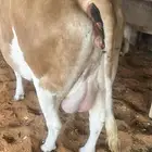 بقرة سمنتال