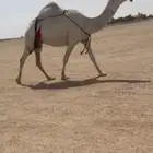للبيع الوصاخه العليانيه مبيوع ولدها