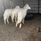 طلي ورخلتين للبيع