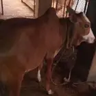 بقر