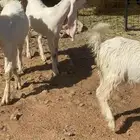 للبيع جفار هولنديه