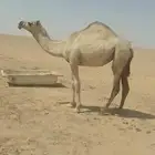 حواره رمانيه شقحا