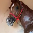 مهر