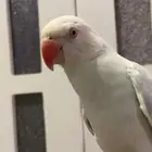 ببغاء درة ازرق