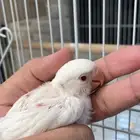 فرخ روز البينو غر