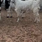 جفره بيضاء خصممم