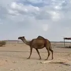 لقحه ملاقي منيحة مشروطة
