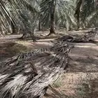 للبيع ثمر نخيل