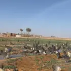 دجاج بلدي بياض وفراريج 4 شهور القريات