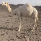 بكره وضحا