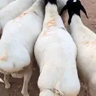 خرفان برابر