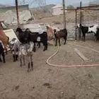 جفرات العمر من 5 شهور الين 3 شهور اللبيع جمله وتفريد