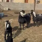 معزاء عوارض مطافيل العدد 2 يتبعها 3