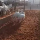 تم البيع   العدد 6 العمر 3 شهور نص اربعه مغلق شحم كلش خروف