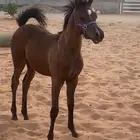 مهر واهو