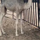 نياق وقعود