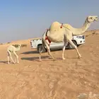 خلفه وضحا تحتها بكره