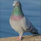 الي عندة حمام مزعجة او مايبيه يكلمني