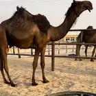 قعود فحل كفو