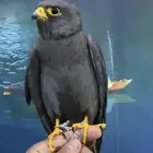 بكه