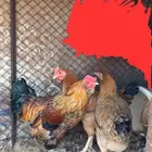 للبيع دجاجه وديكين شرط القريع