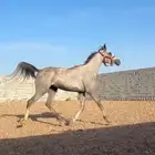 مهره للبيع