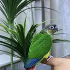 فروخ كنيور يلو سايد صبغه قويه احجام سوبر
