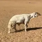 فحل صنف حري