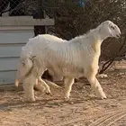 تم البييع الله يبارك له