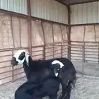 للبيع رغوث.