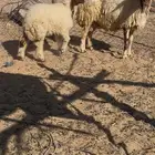 نعجه رغوث