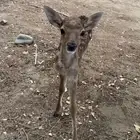 غزال هولندي