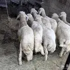 بهم للبيع العدد7