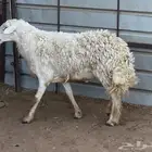 فحل حري مشروط