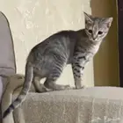 قطوه لي التبني