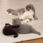 قطط محتاجه متبي