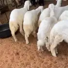 هرافى طيبة وفاخرة