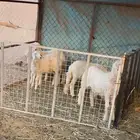 خمس حريات متابيع