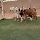 جفار مشاريك مصريه طيبه